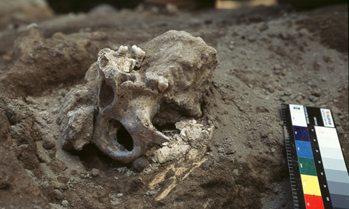 Dmanisi Skull at excavation site