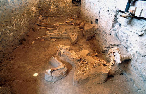 The equine skeletons found at the 'House of the Chaste Lovers', Pompeii. - Image copyright Giovanni Lattanzi, archart.it
